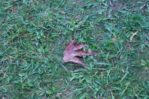 Leave on the grass Foto stock