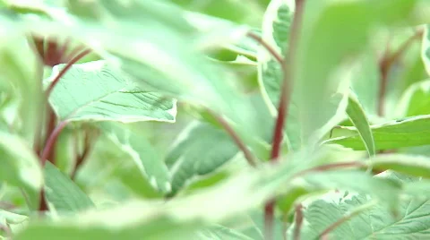 Leave Green  Video stock 237416