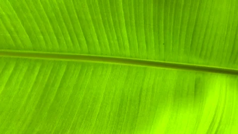 LEAVE GREEN Stock Footage 263196194