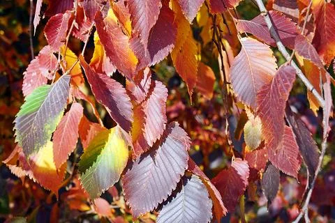 Leave sumer Stock-Fotos