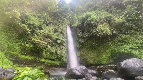 Leave, trees and plants blown by the wind at rainforest with mountain background Stock Footage 287409543