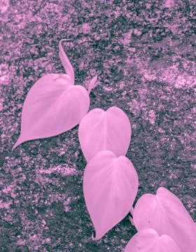 Leave on wall Stock Photos