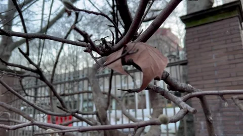 Leave in the winter wind Vídeos de archivo 301160448