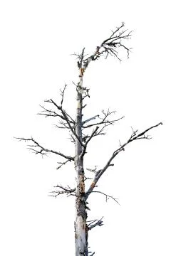 Leaveless Forest Tree Isolated Stock Photos