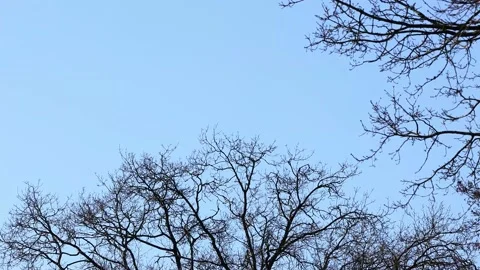  leaveless tree in front of a blue sky Stock Footage 201614016