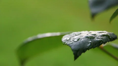 Leaves 01 Stock Footage 793239