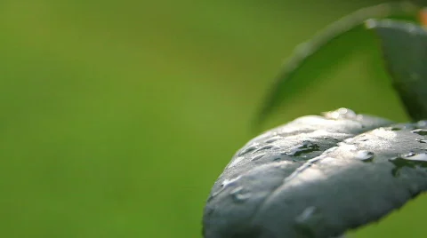 Leaves 02 Stock Footage 793243