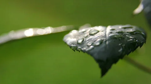 Leaves 03 Stock Footage 793259