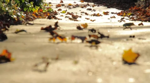 Leaves 0395 Stock Footage 949714