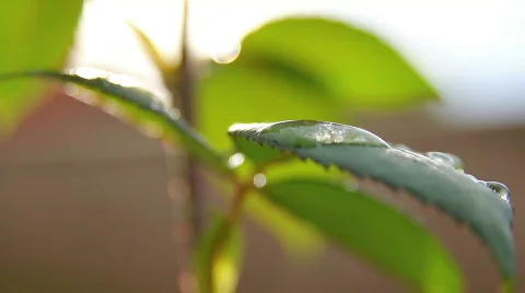 Leaves 04 Video stock 793262