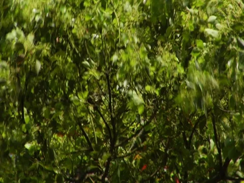 Leaves 1 Stock Footage 8695157