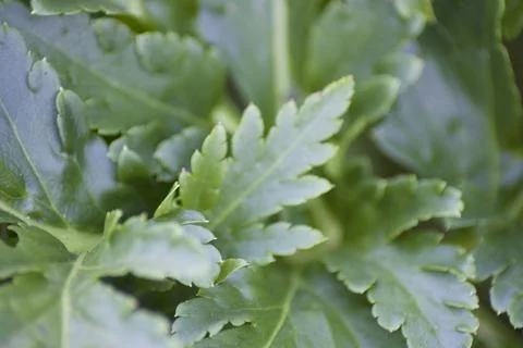 Leaves (1) Stock Photos