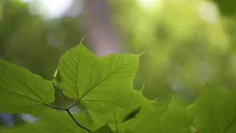 Leaves in 120p Slow Motion 動画素材 155649414