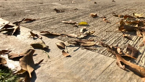 Leaves 1sl 動画素材 101160847