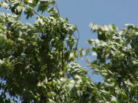 Leaves 2 Stock Footage 8692560