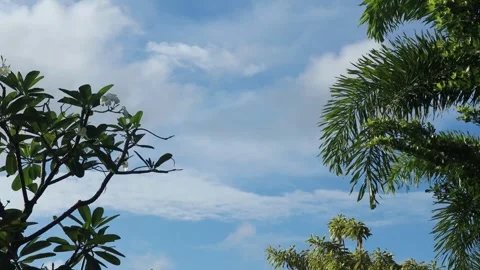 The leaves  (2) Stock-Footage 302127886