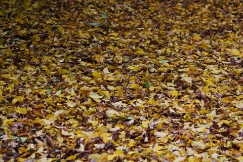 Leaves 2 Stock Photos