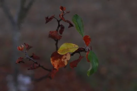 Leaves 2 Foto stock