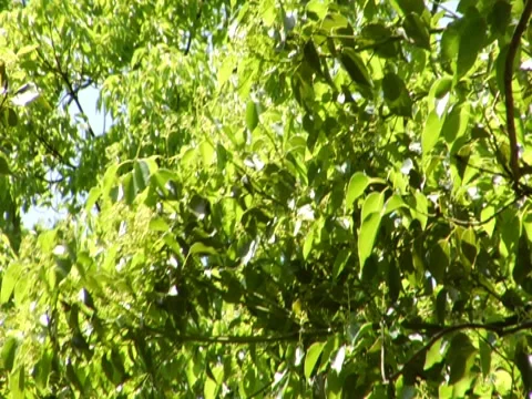 Leaves 3 Stock Footage 8694541