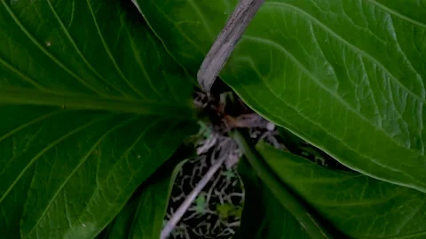 Leaves 3 Stock Footage 168181731