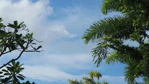 The leaves  (3) Stock Footage 302127985