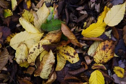 Leaves 3 Stock Photos