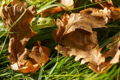 Leaves-3 Stock Photos