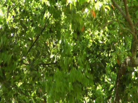 Leaves 4 Stock Footage 8692210