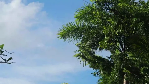 The leaves  (4) Stock Footage 302127885