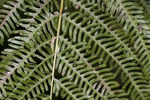 Leaves (4) Stock Photos