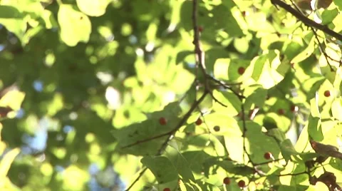 Leaves 5 Stock Footage 8696561