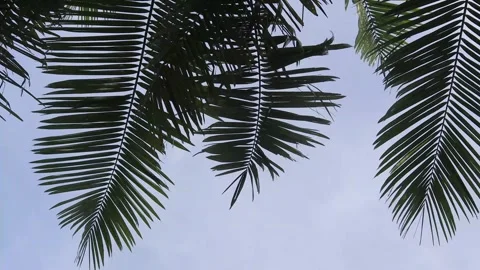 The leaves  (5) Video stock 302127988