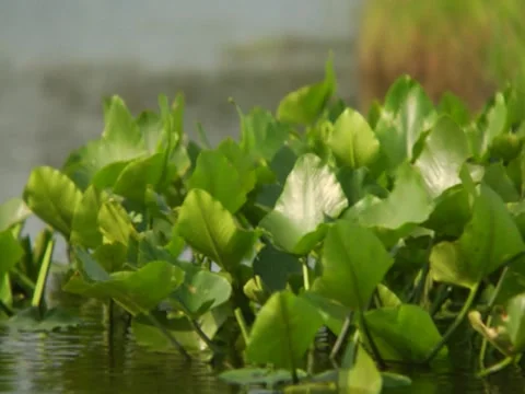 Leaves 6 Stock Footage 8694097