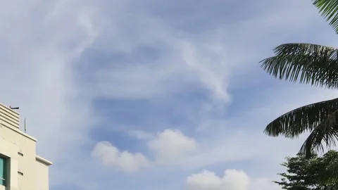 The leaves  (6) Stock-Footage 302127987