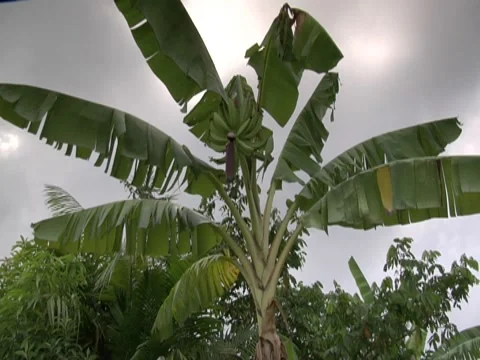 Leaves 7 Stock Footage 8691347