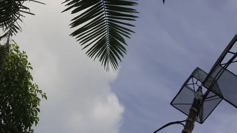 The leaves  (7) Stock Footage 302128015