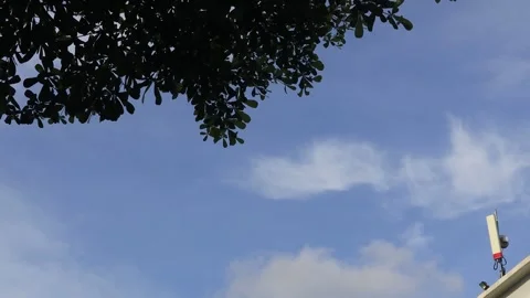 The leaves (8) Stock Footage 302128024