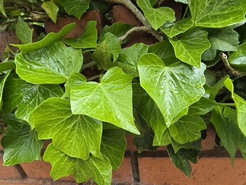Leaves _1 Stock Photos