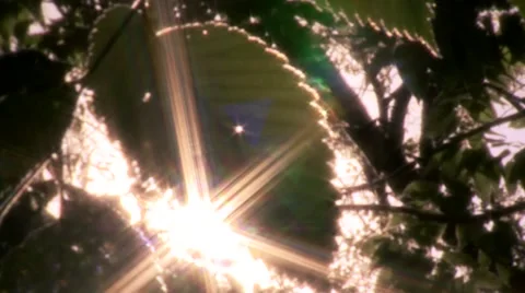 Leaves Absorbing Sunlight Stock Footage 44407270