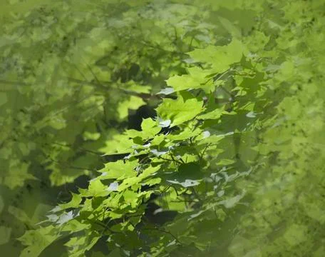 Leaves on an abstract background Foto stock