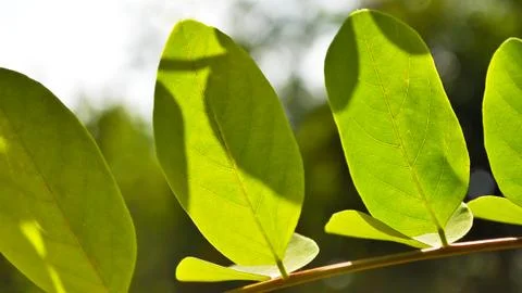 Leaves of acacia Stock Photos