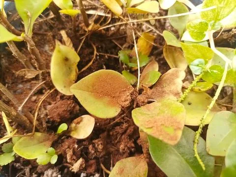 Leaves affected by coffee grounds Foto stock