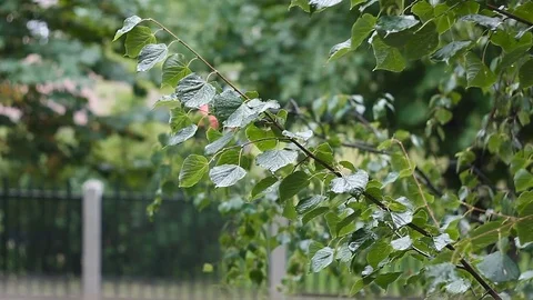 Leaves after rain 2 스톡 동영상 78150111