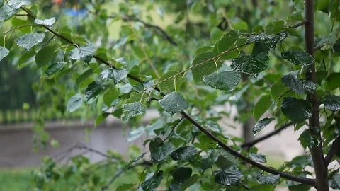 Leaves after rain 3 Stock Footage 78150117