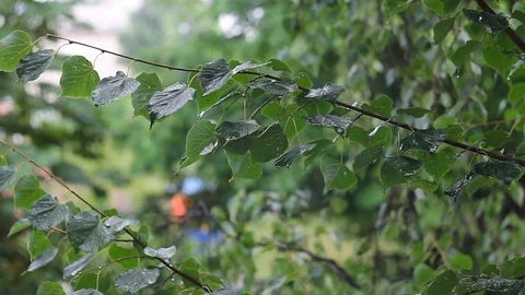Leaves after rain, falling drops Stock-Footage 78150077