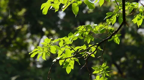 Leaves after the rain. Video stock 43387679