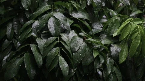 Leaves after rain Video stock 61148814
