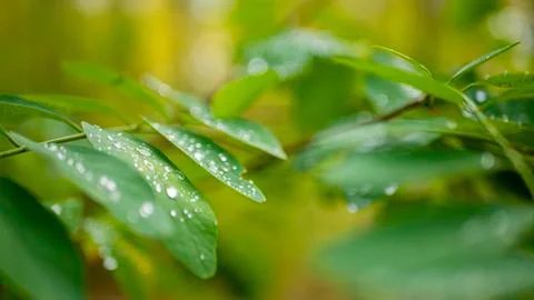Leaves after Rain Foto stock