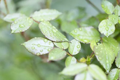 Leaves after the rain. Stock Photos