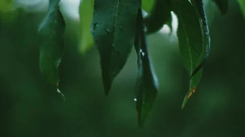 Leaves after a summer rain Stock Footage 138046171